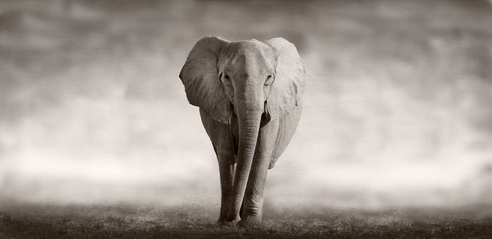 Mighty African elephant
