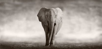 Mighty African elephant