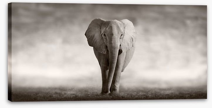 Mighty African elephant
