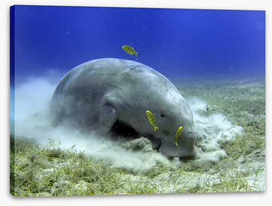 Fish / Aquatic