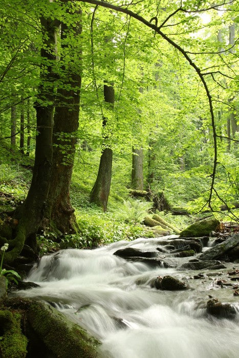 Spring cascades