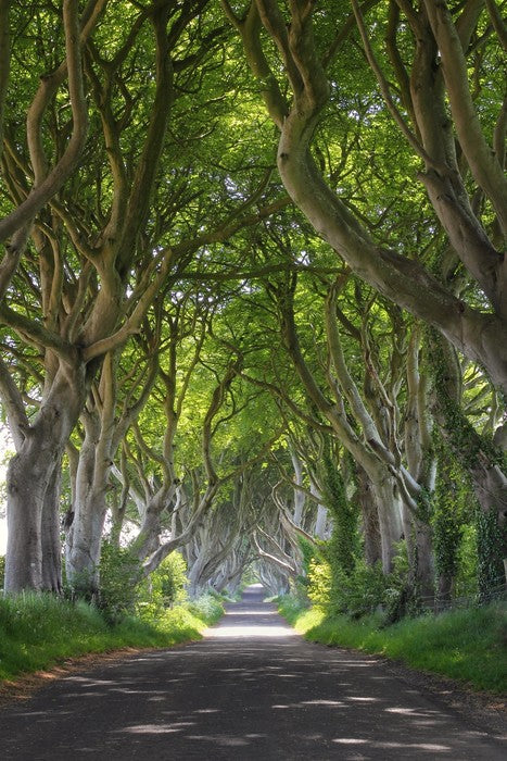 Magical wood tree tunnel