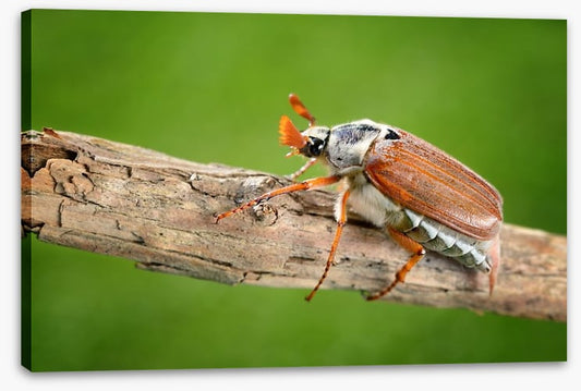 Insects