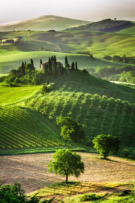 Tuscan olive groves