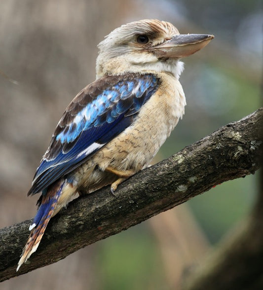 Kookaburra on a gum tree
