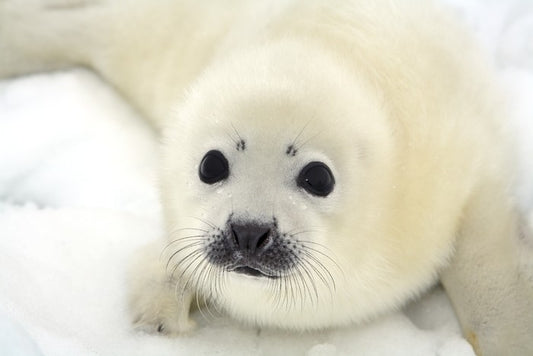 Soulful harp seal pup
