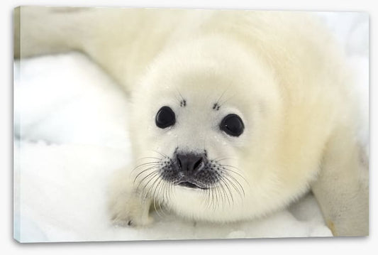 Soulful harp seal pup