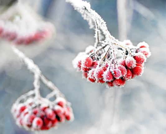 Glacé rowan berries
