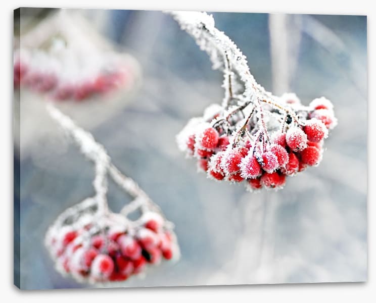 Glacé rowan berries