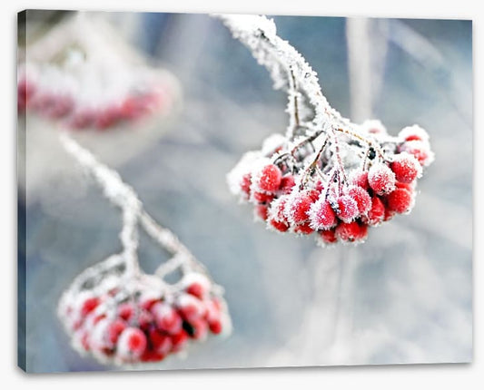 Glacé rowan berries