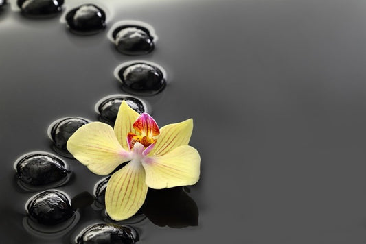 Calm water orchid