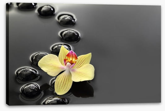 Calm water orchid