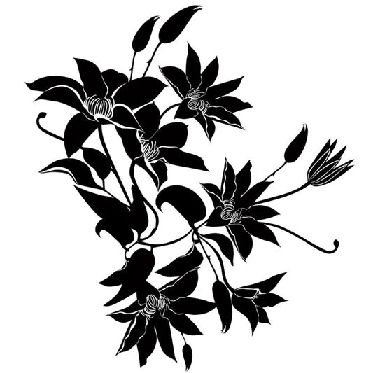 Midnight clematis