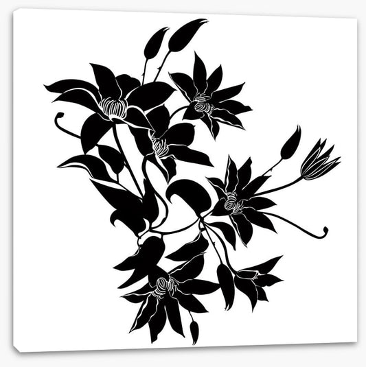 Midnight clematis