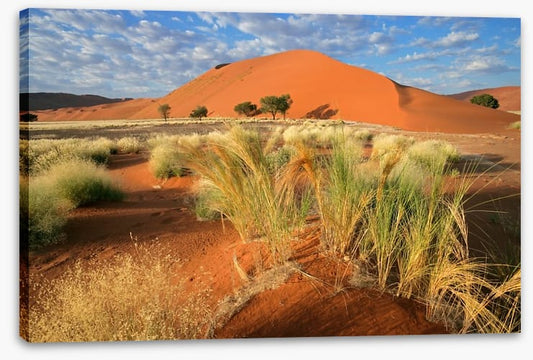 Sossusvlei grasslands