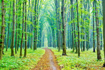 Vibrant spring in the forest