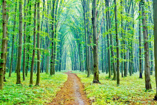 Vibrant spring in the forest
