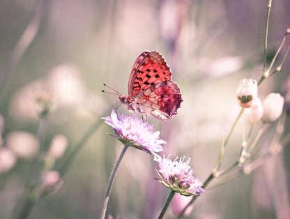 Fluttering on the wildflower