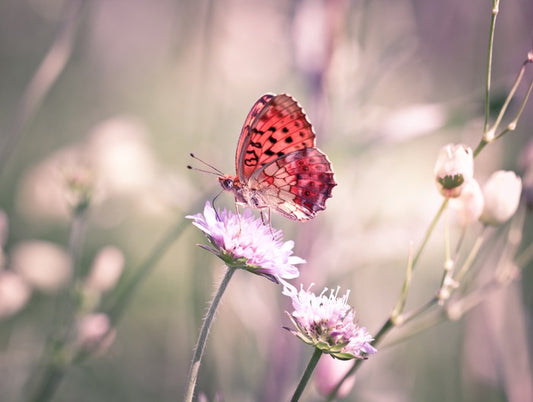 Fluttering on the wildflower