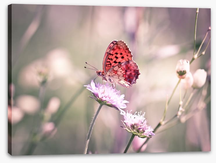 Fluttering on the wildflower