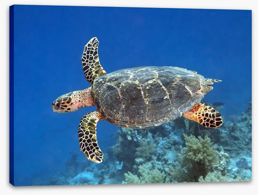 Reptiles / Amphibian