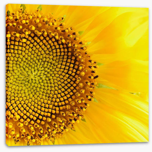 Sunflower love