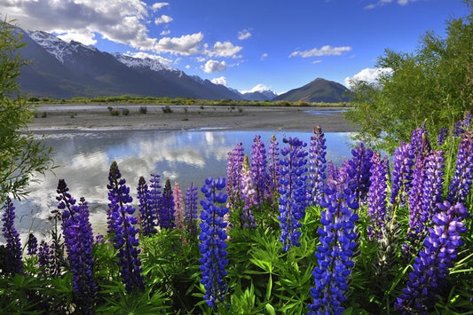 Lupines on the shore