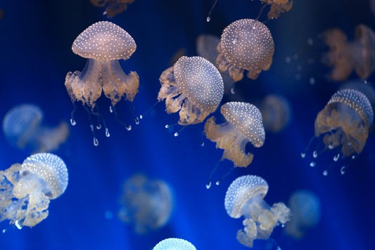 Diving jellyfish