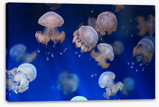 Diving jellyfish