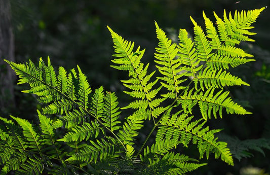 Leaves