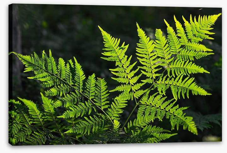 Leaves