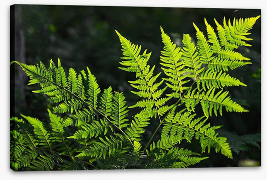 Leaves