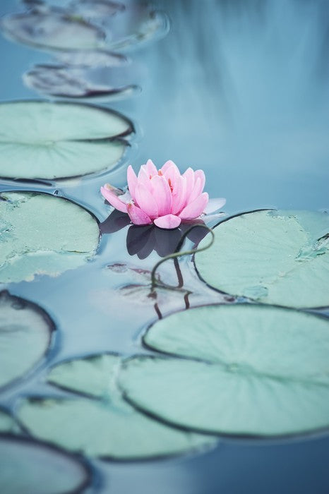 Lonesome lily