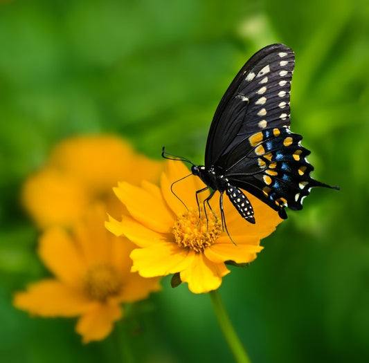 Butterflies