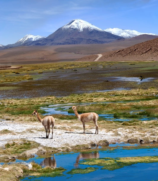 Atacama vicuñas