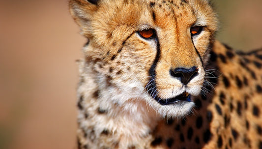 Amber eyes