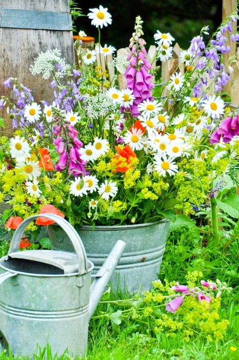 Wildflower blooms