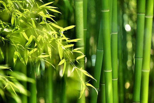Bamboo forest