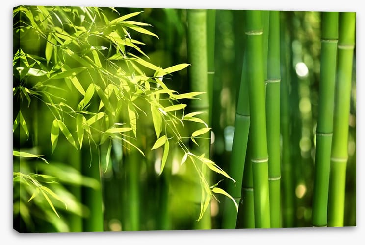 Bamboo forest