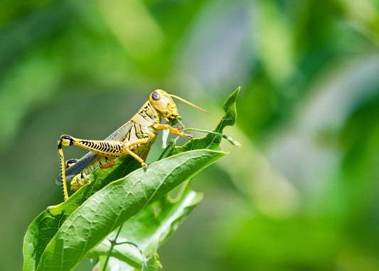 Insects