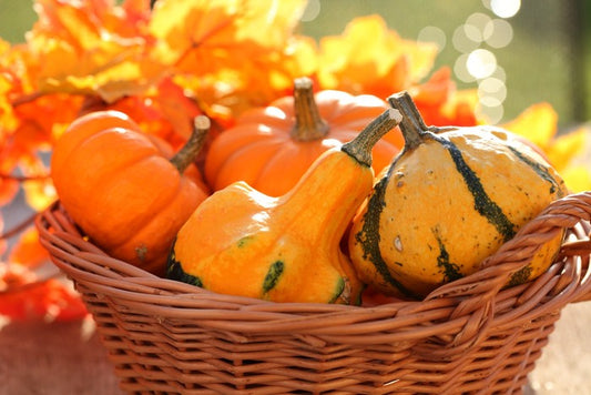 Picking pumpkins