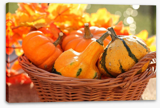 Picking pumpkins