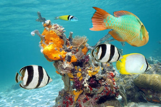 By the orange coral