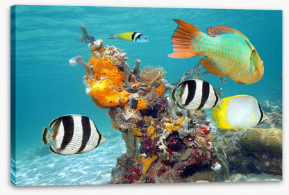 By the orange coral