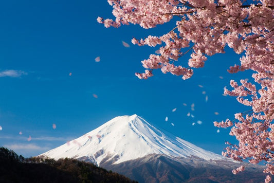 Sakura snow