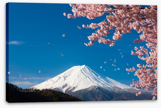 Sakura snow