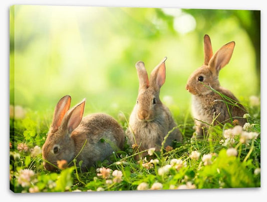 Spring bunnies
