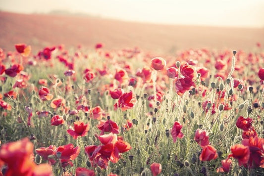 Poppy field sundown