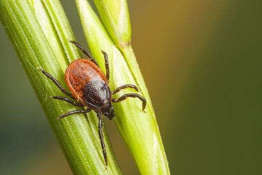 Insects