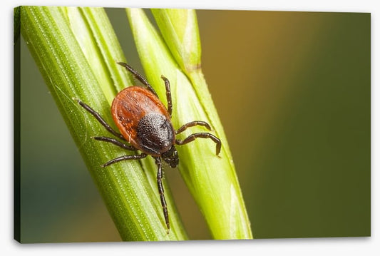 Insects